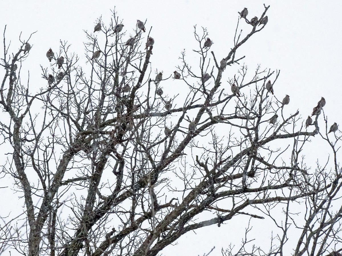 Bohemian Waxwing - Keith Wickens