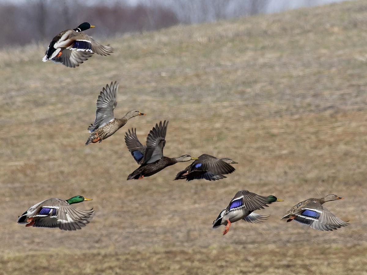 Male and female (with Mallard)