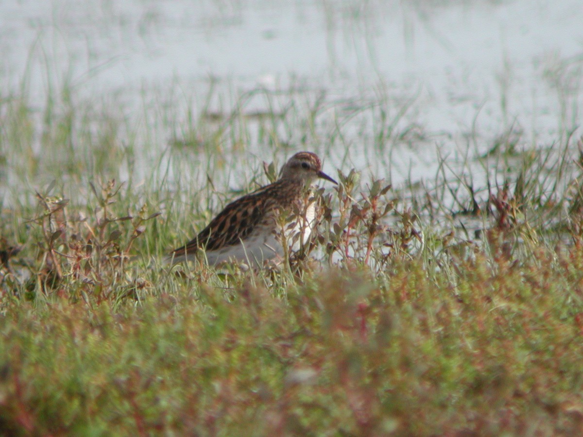 Long-toed Stint - ML301266161