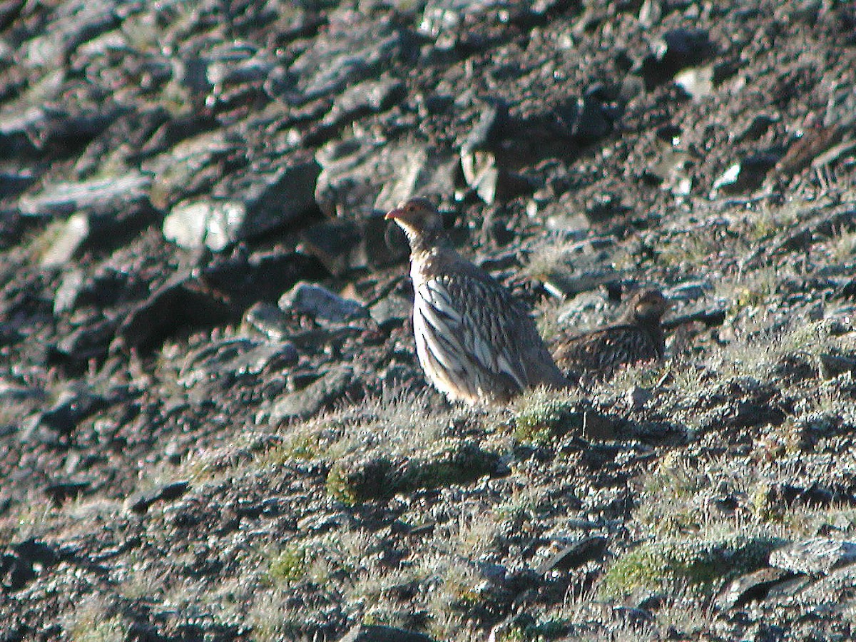 Tibetan Snowcock - ML301269421