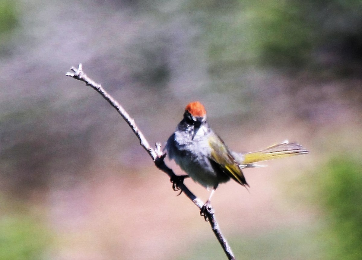 Green-tailed Towhee - ML30126961