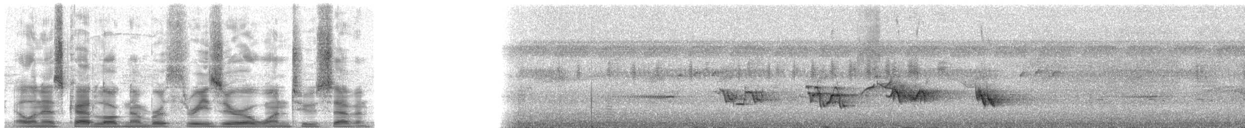 svartnebbtrost (debilis) - ML30127