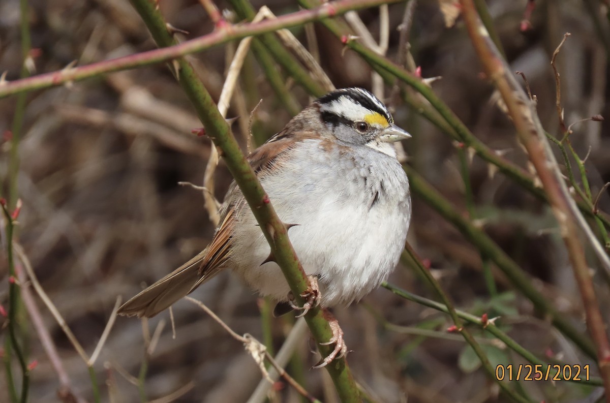White-throated Sparrow - ML301270071