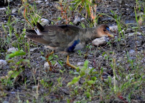 Purple Gallinule - Sharon Wallace