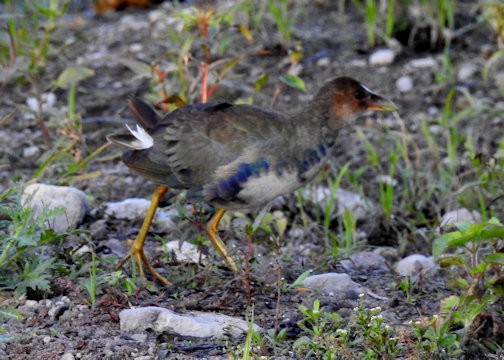 Purple Gallinule - ML301270551