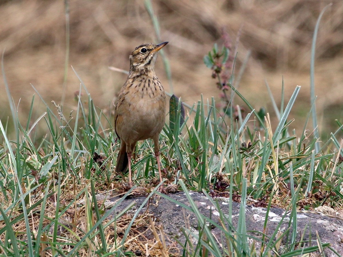 Long-billed Pipit (East African) - ML301273101