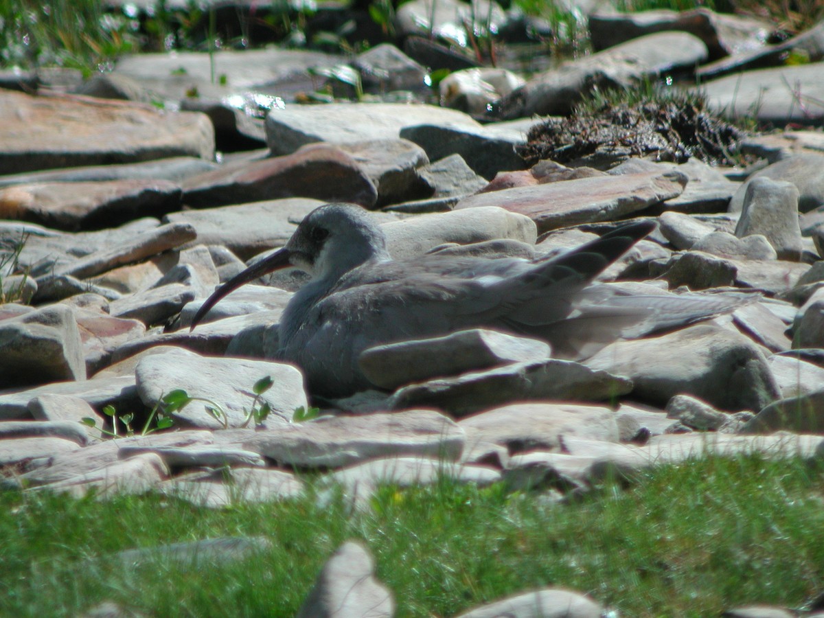 Bec-d'ibis tibétain - ML301273241