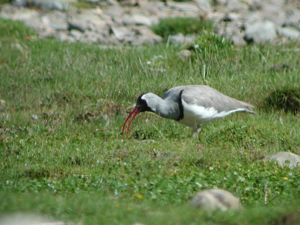 Bec-d'ibis tibétain - ML301273261