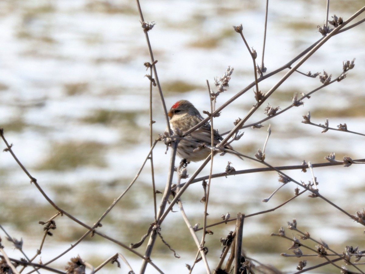 Common Redpoll - ML301273371