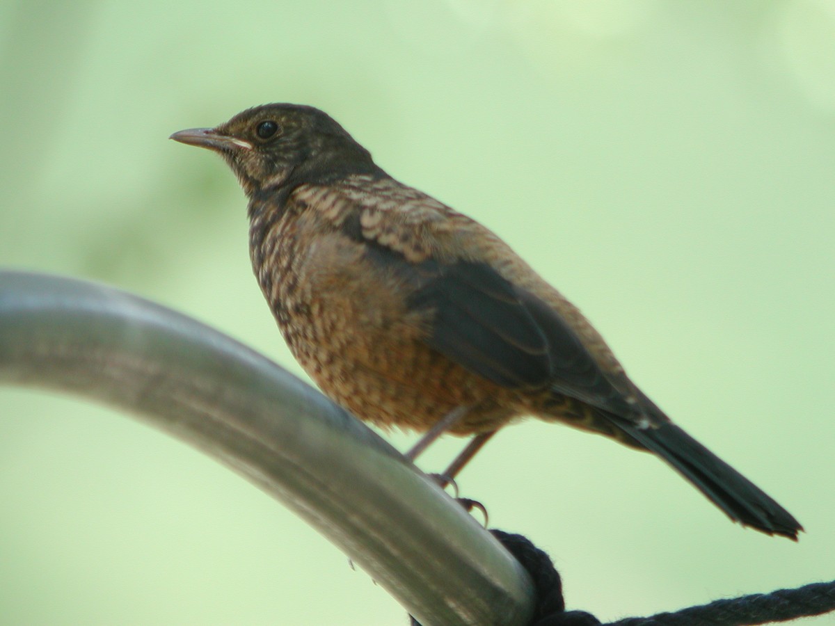 White-backed Thrush - ML301274361