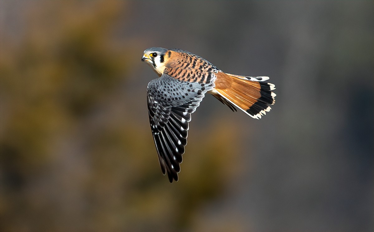 American Kestrel - Alex Shipherd