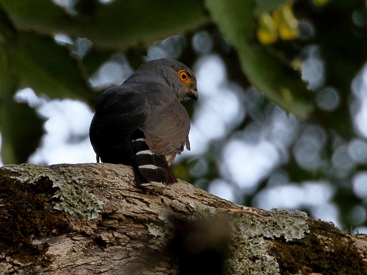 African Goshawk (Ethiopian) - ML301276801