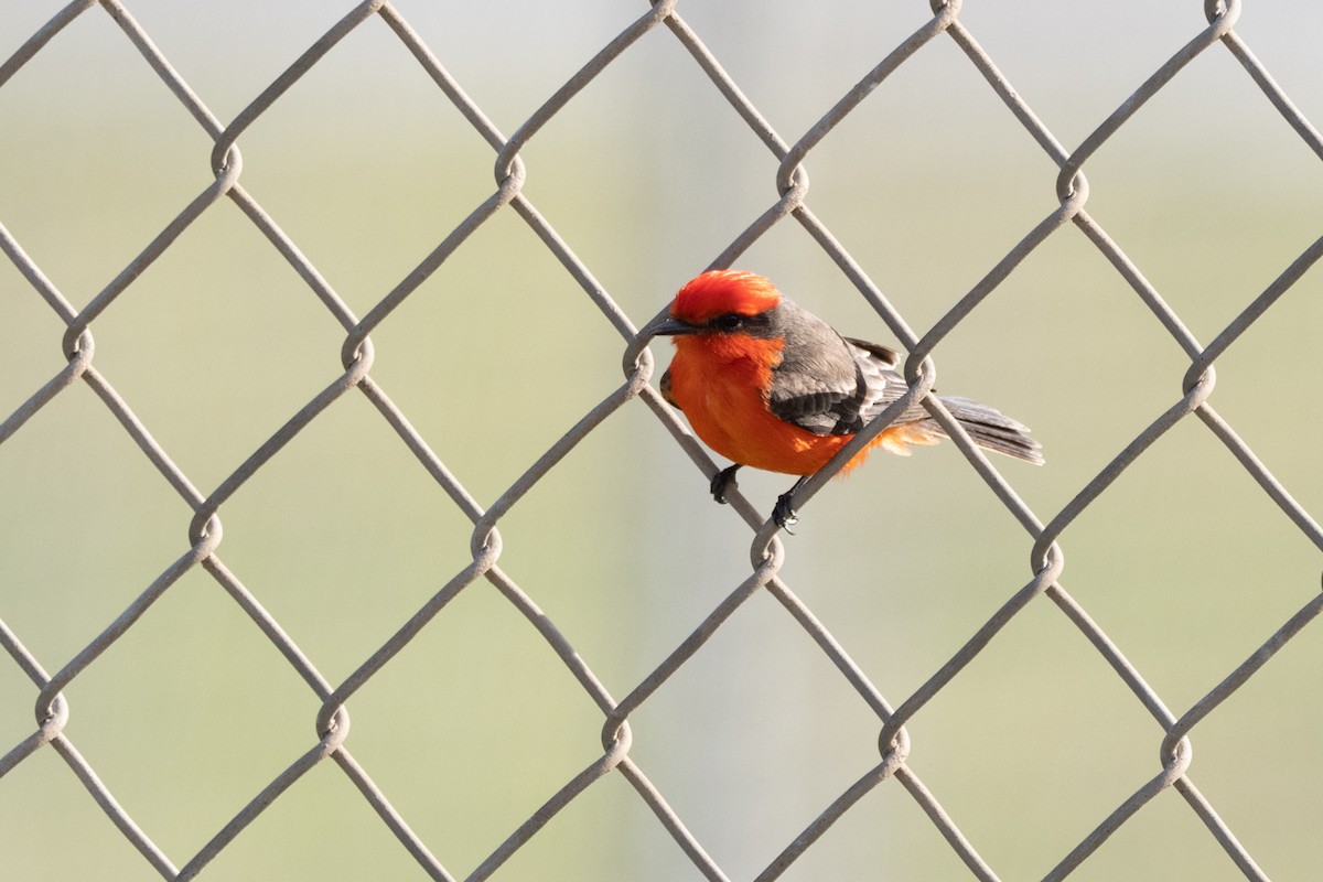 Vermilion Flycatcher - ML301277501