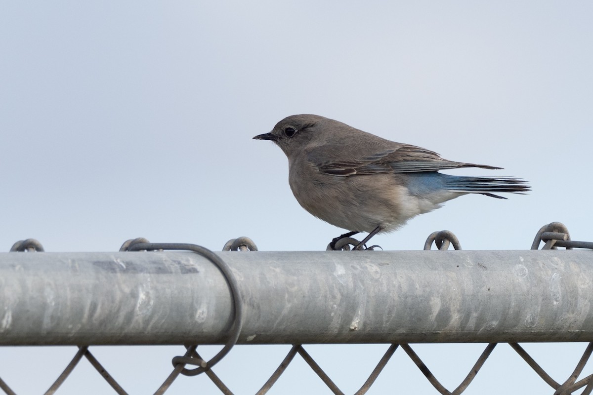 Mountain Bluebird - ML301277521