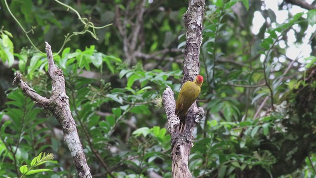 White-throated Woodpecker - ML301278951