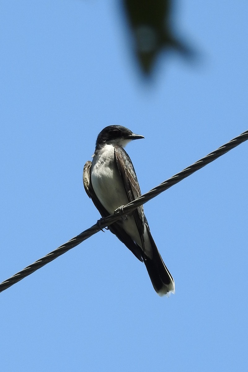 Eastern Kingbird - Carlton Noll