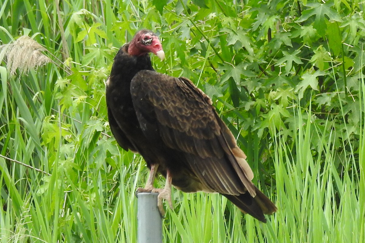 Turkey Vulture - Carlton Noll