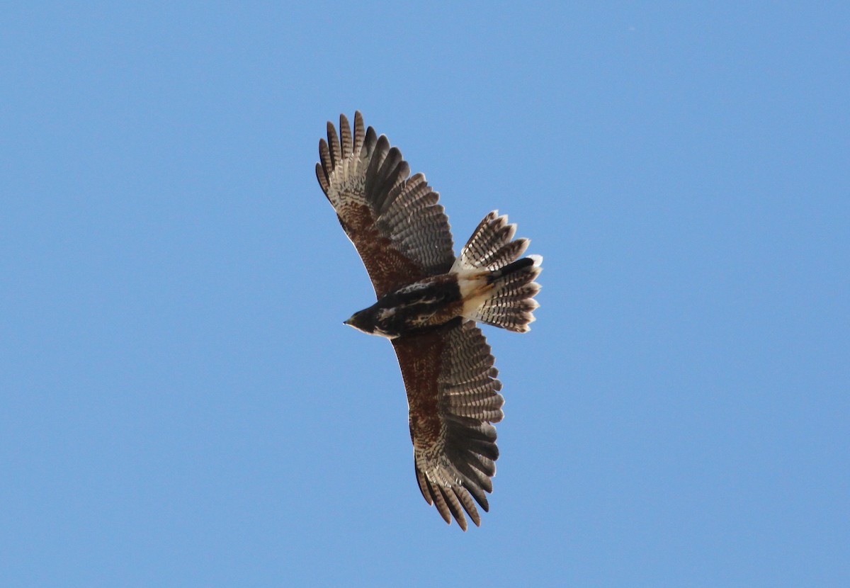 Harris's Hawk - ML301281831