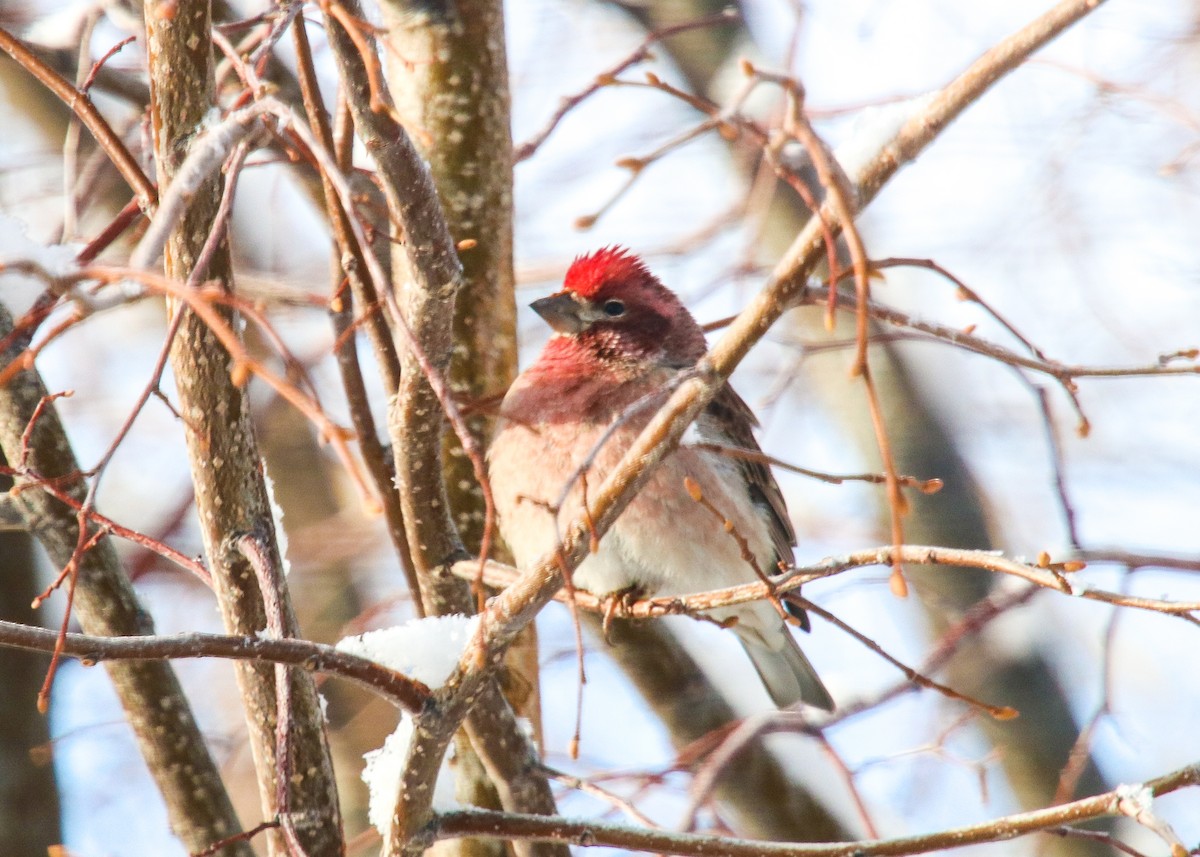 Cassin's Finch - ML301281911