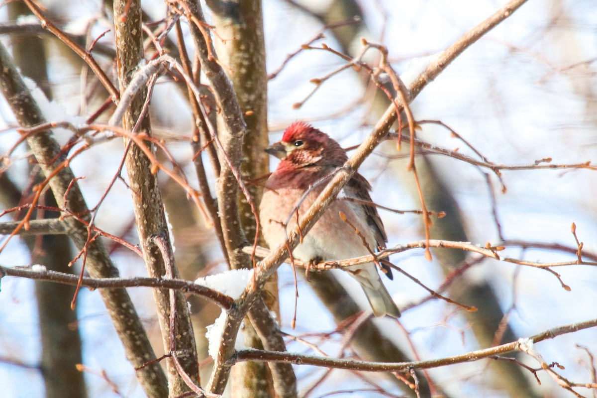 Cassin's Finch - ML301281941