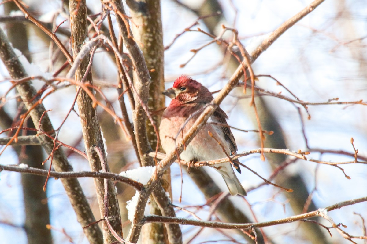 Cassin's Finch - ML301281991