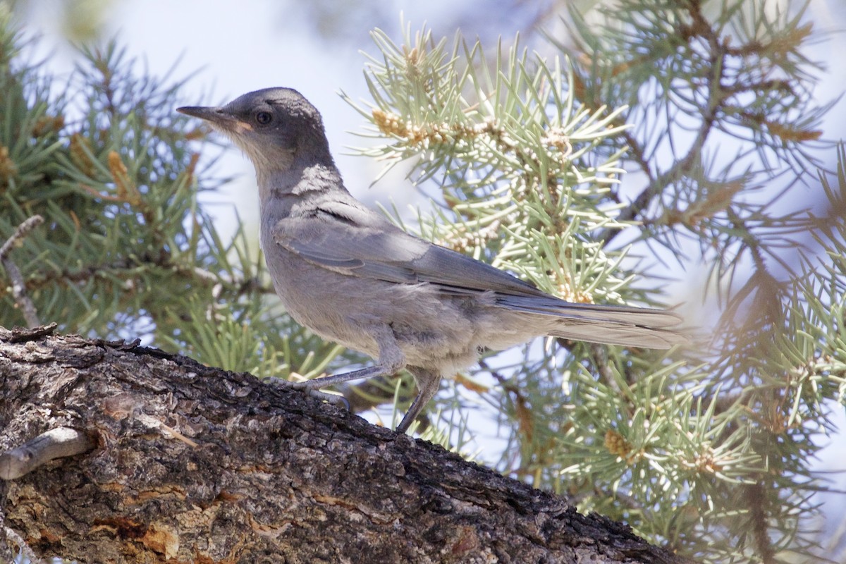 Pinyon Jay - Mike Sanders