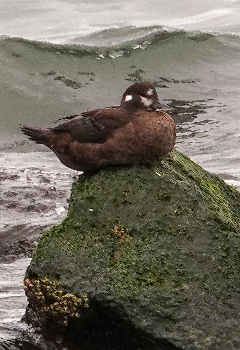 Harlequin Duck - Kathleen Horn