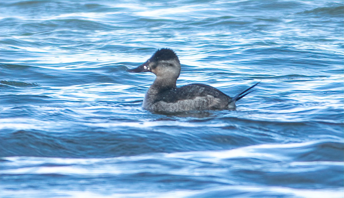 Ruddy Duck - ML301283431