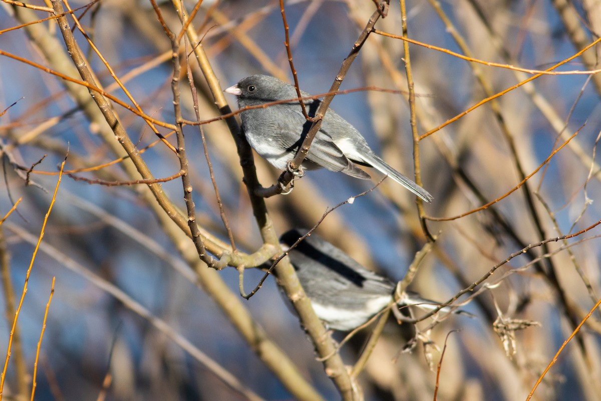 Dark-eyed Junco - ML301283511