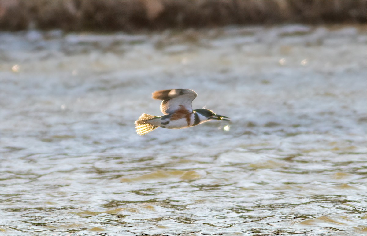 Belted Kingfisher - Alex Shipherd