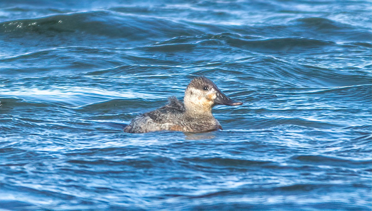 Ruddy Duck - ML301283691