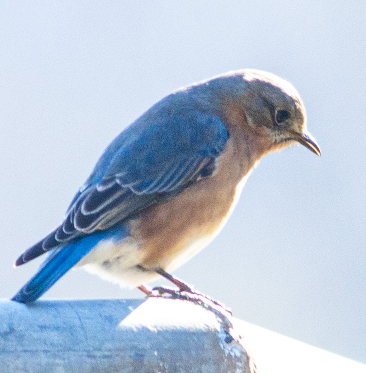 Eastern Bluebird - ML301284281