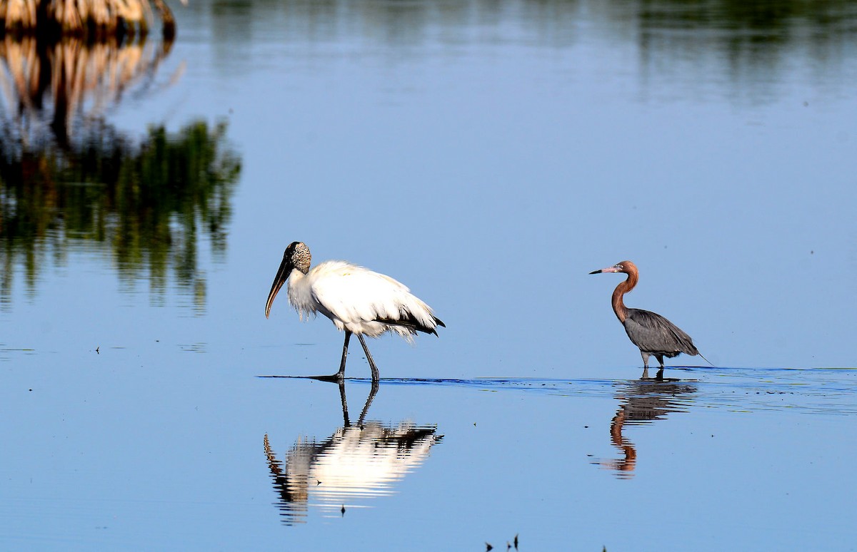 Wood Stork - James Glasson