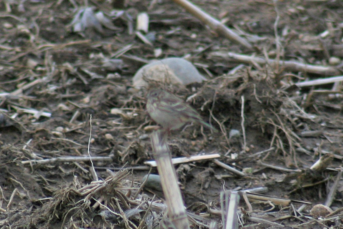 Vesper Sparrow - ML30128461