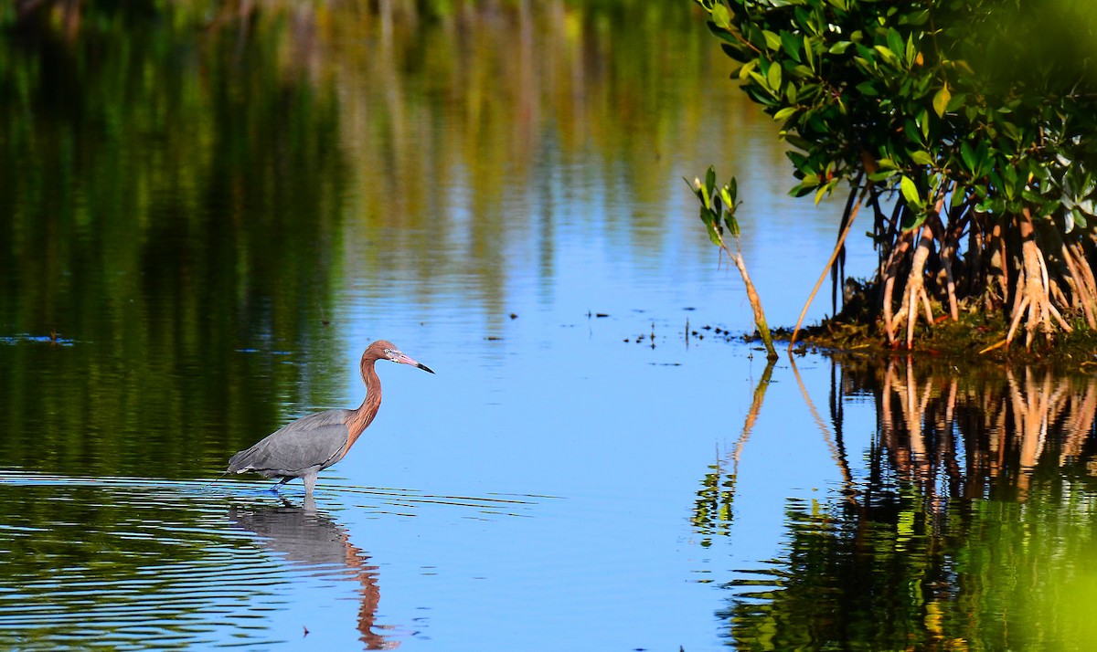 Reddish Egret - ML301284901