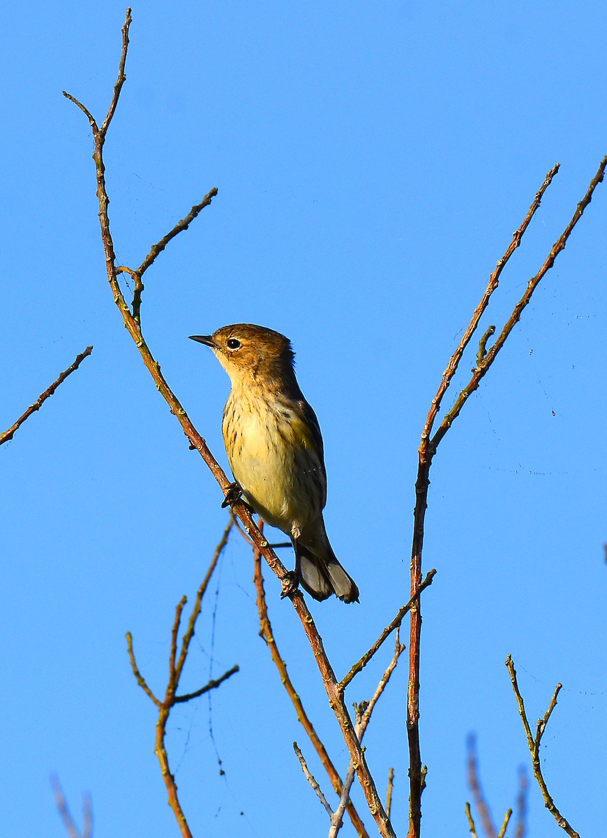 Yellow-rumped Warbler - James Glasson