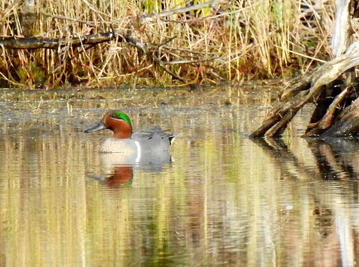 Green-winged Teal - ML301285021
