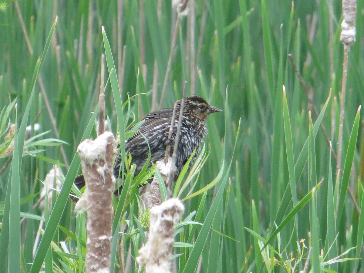 Red-winged Blackbird - ML301285091