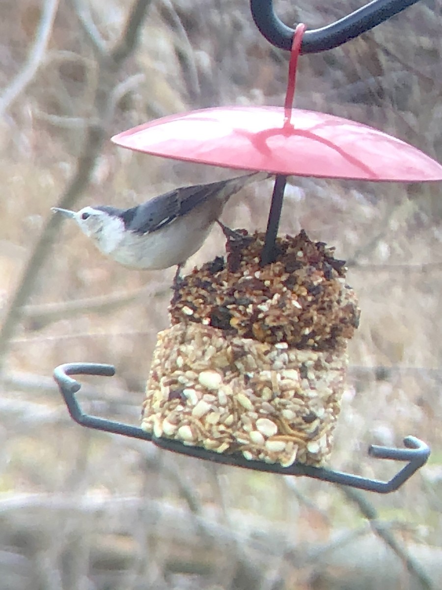 White-breasted Nuthatch - ML301286021