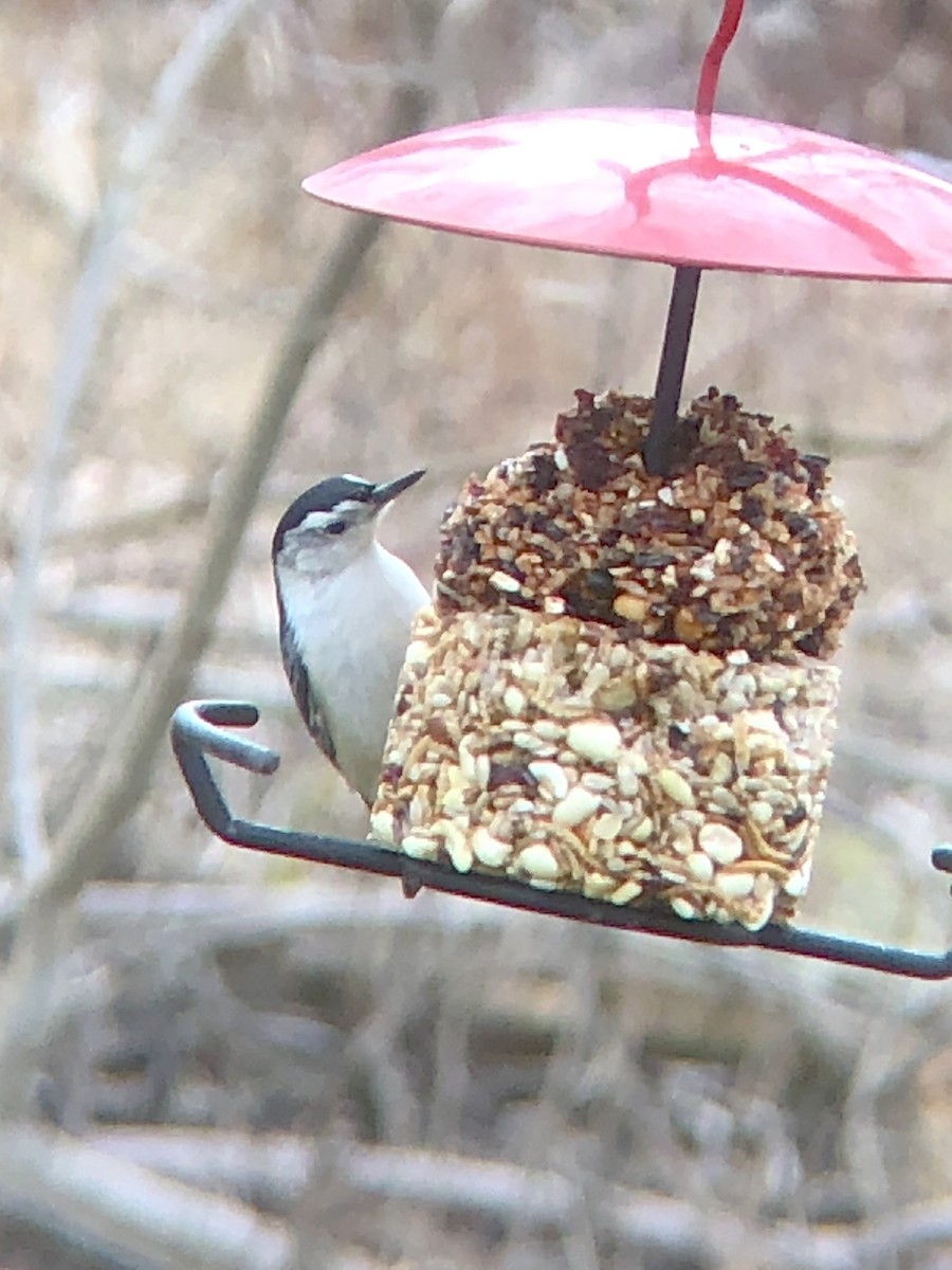 White-breasted Nuthatch - Katelyn Davis