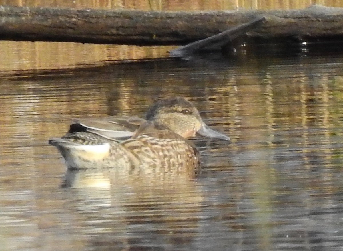 Green-winged Teal - ML301287511