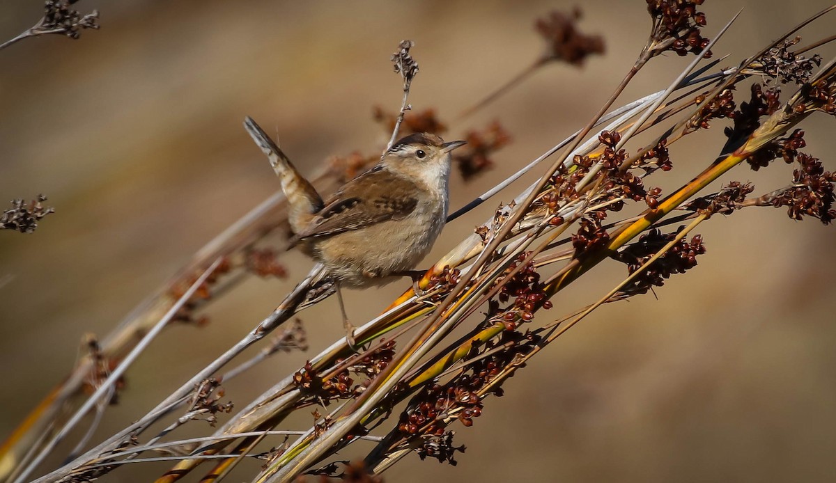 Marsh Wren - ML301287881