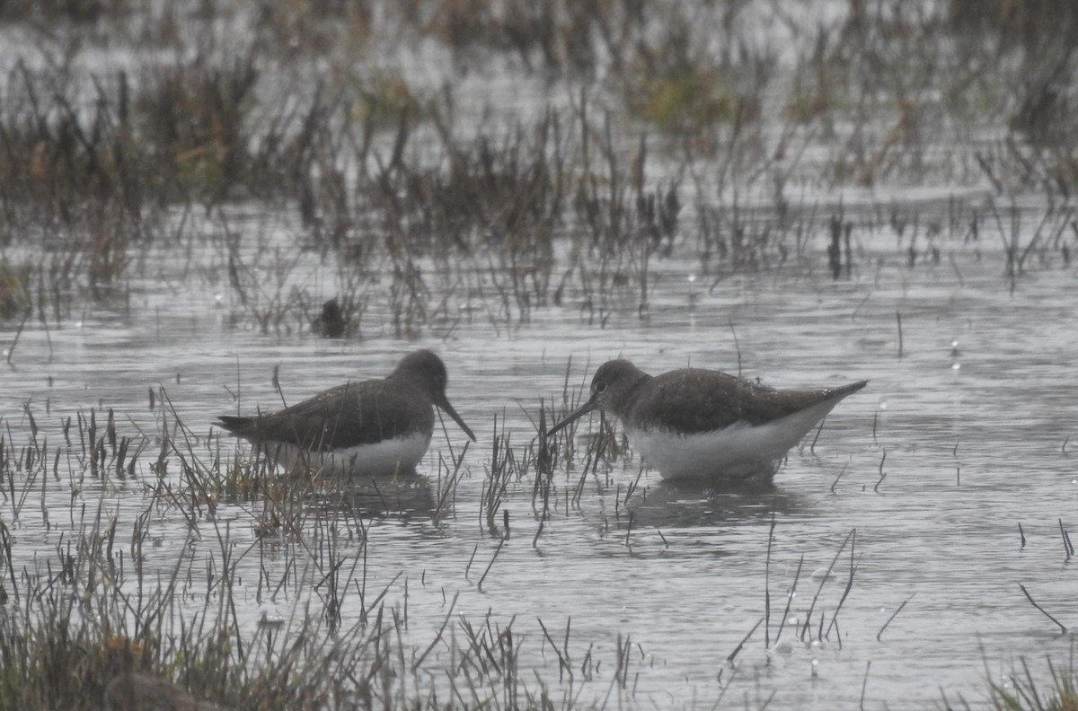 Green Sandpiper - ML301289121