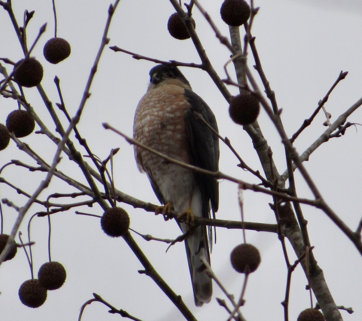 Sharp-shinned Hawk - ML301290411