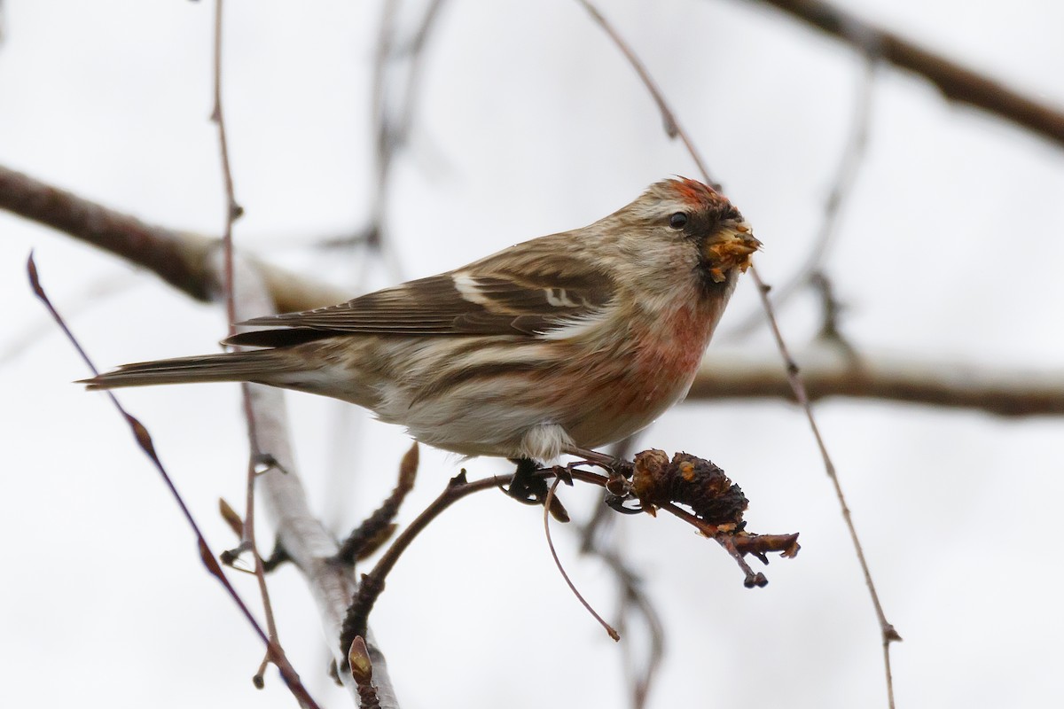 Lesser Redpoll - ML301290701