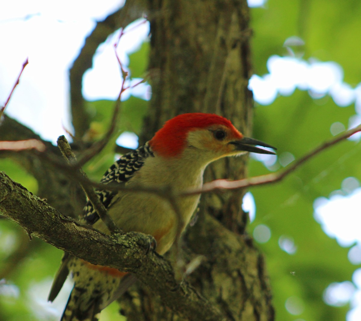 Red-bellied Woodpecker - Jeffrey  Graham