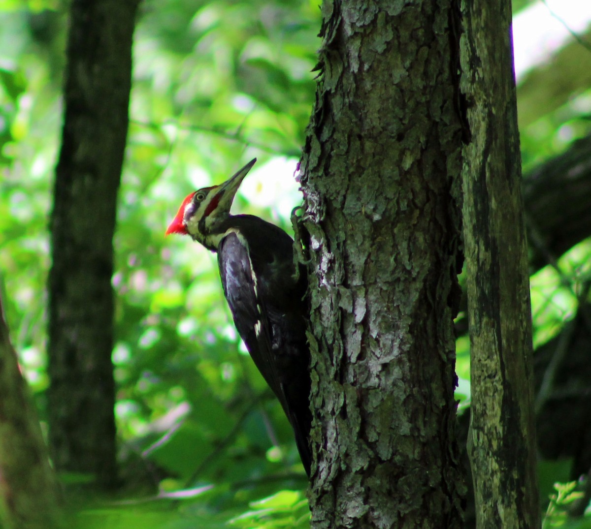 Pileated Woodpecker - Jeffrey  Graham