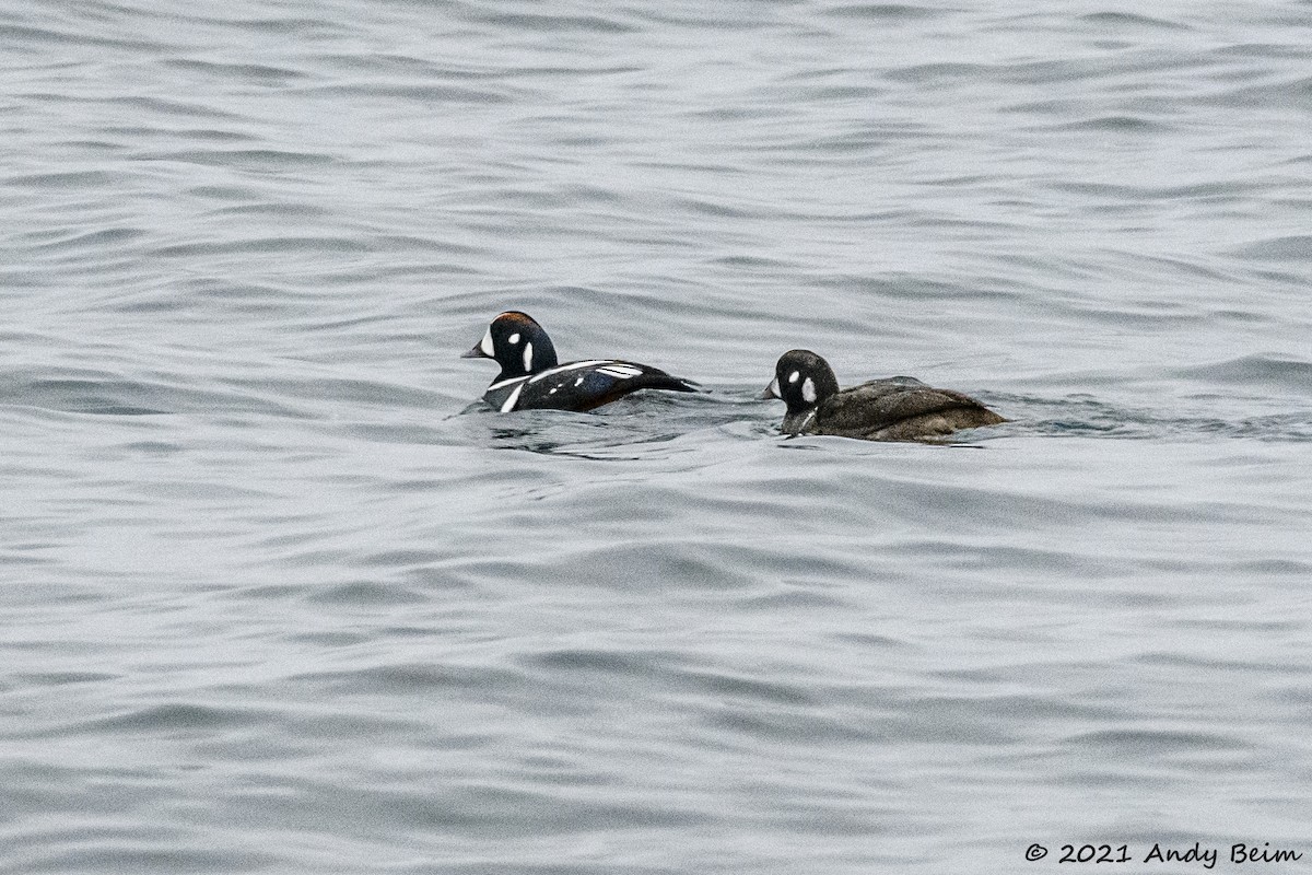 Harlequin Duck - ML301291601