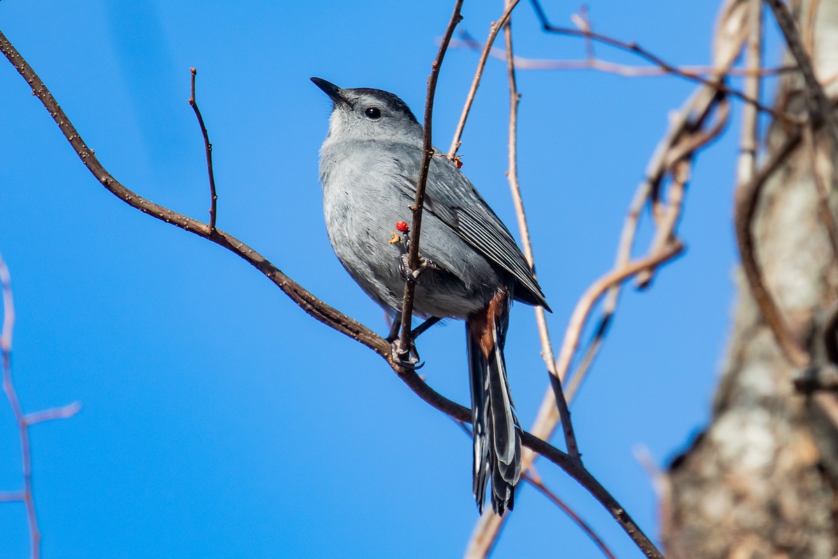 Pájaro Gato Gris - ML301291931