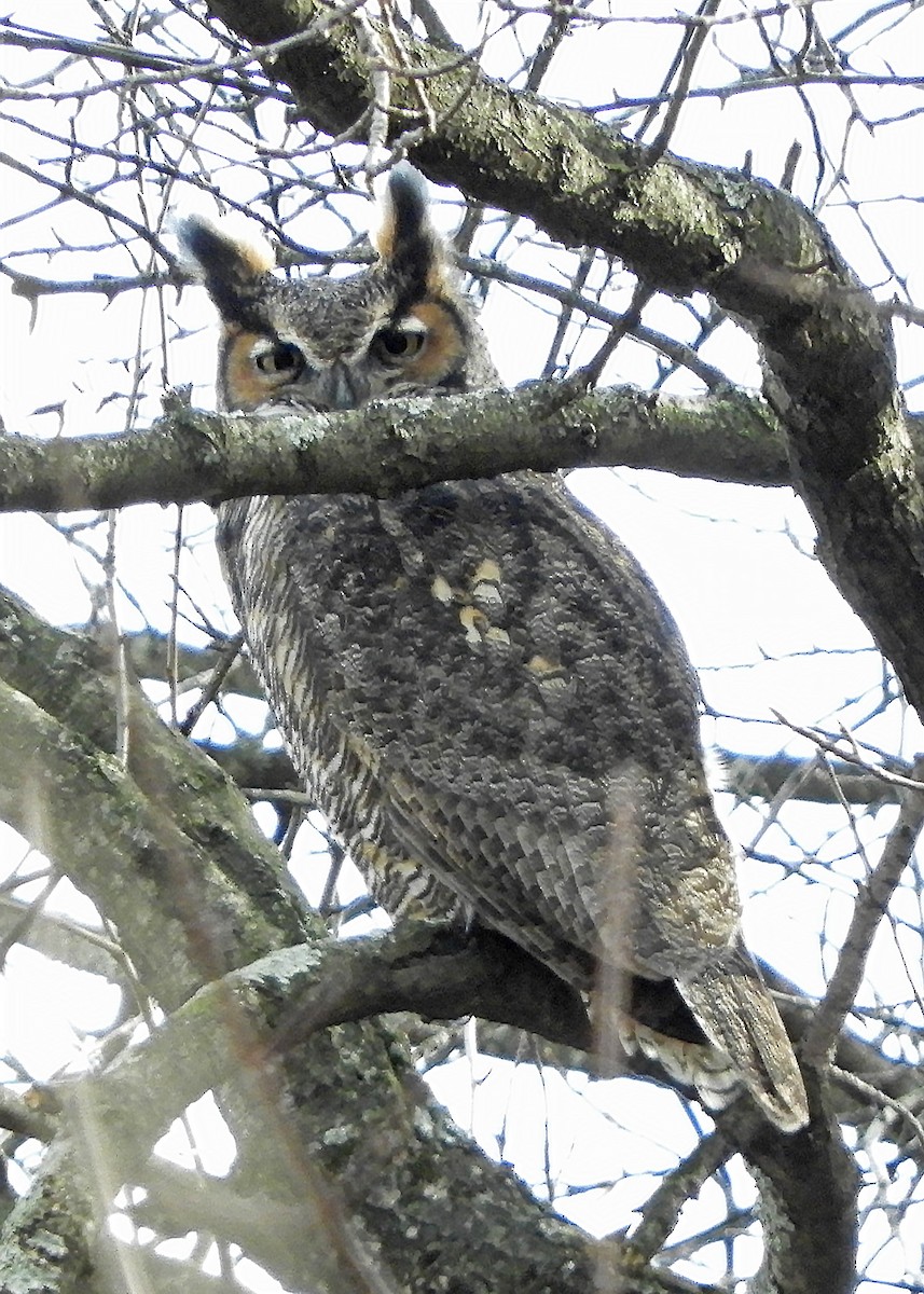 Virginiauhu - ML301292671